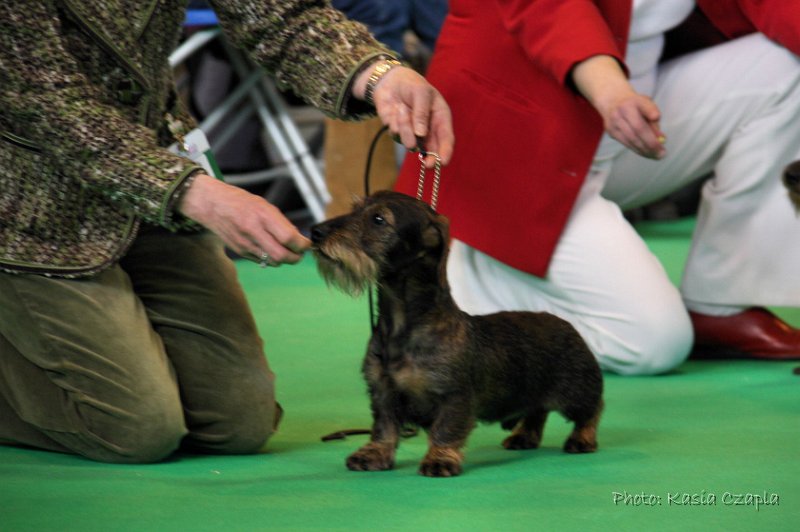 Crufts2010 249.jpg